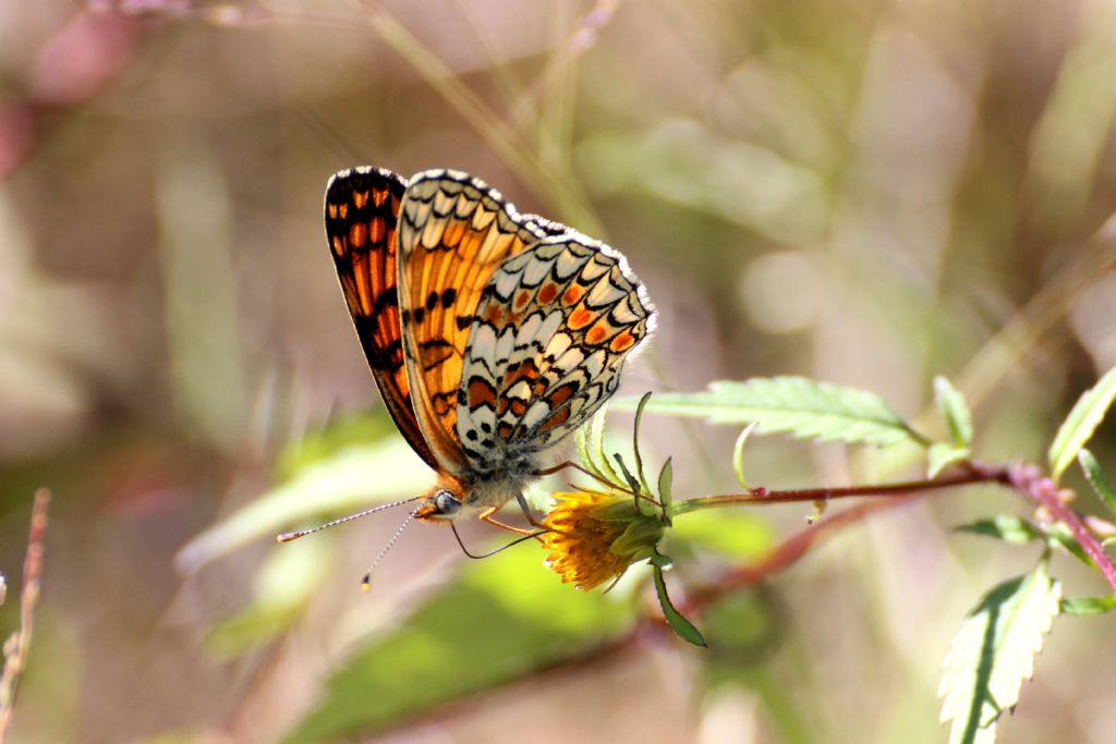 Melitaea phoebe? S